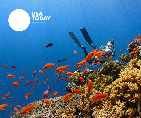 diver with coral